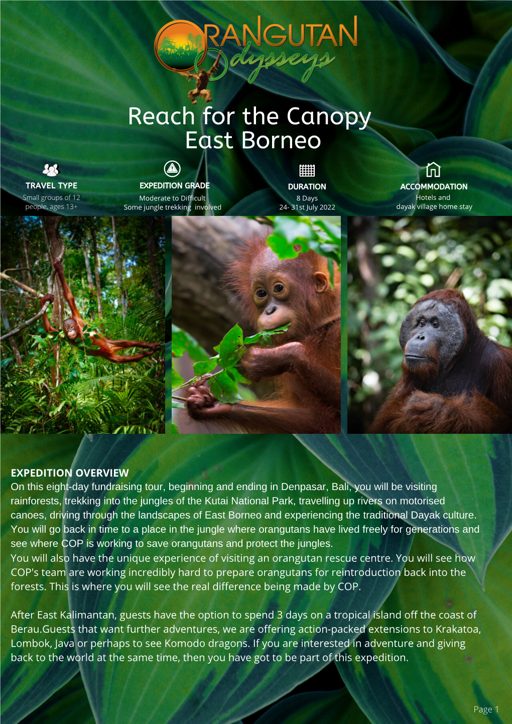 Priced Reach for the Canopy East Borneo Brochure