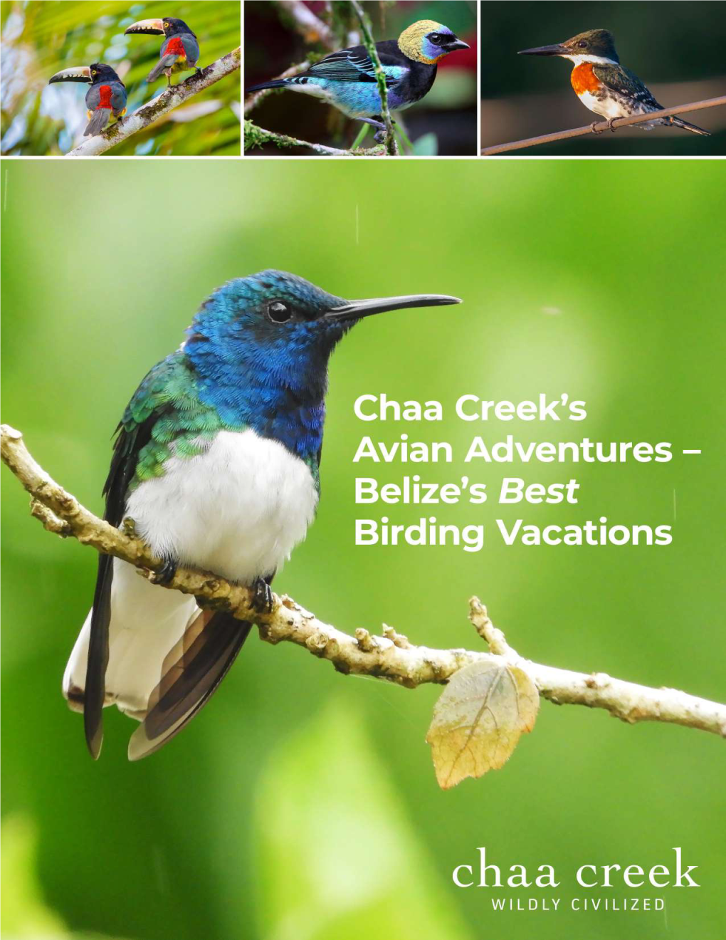 Chaa Creek's Birds of the Bush