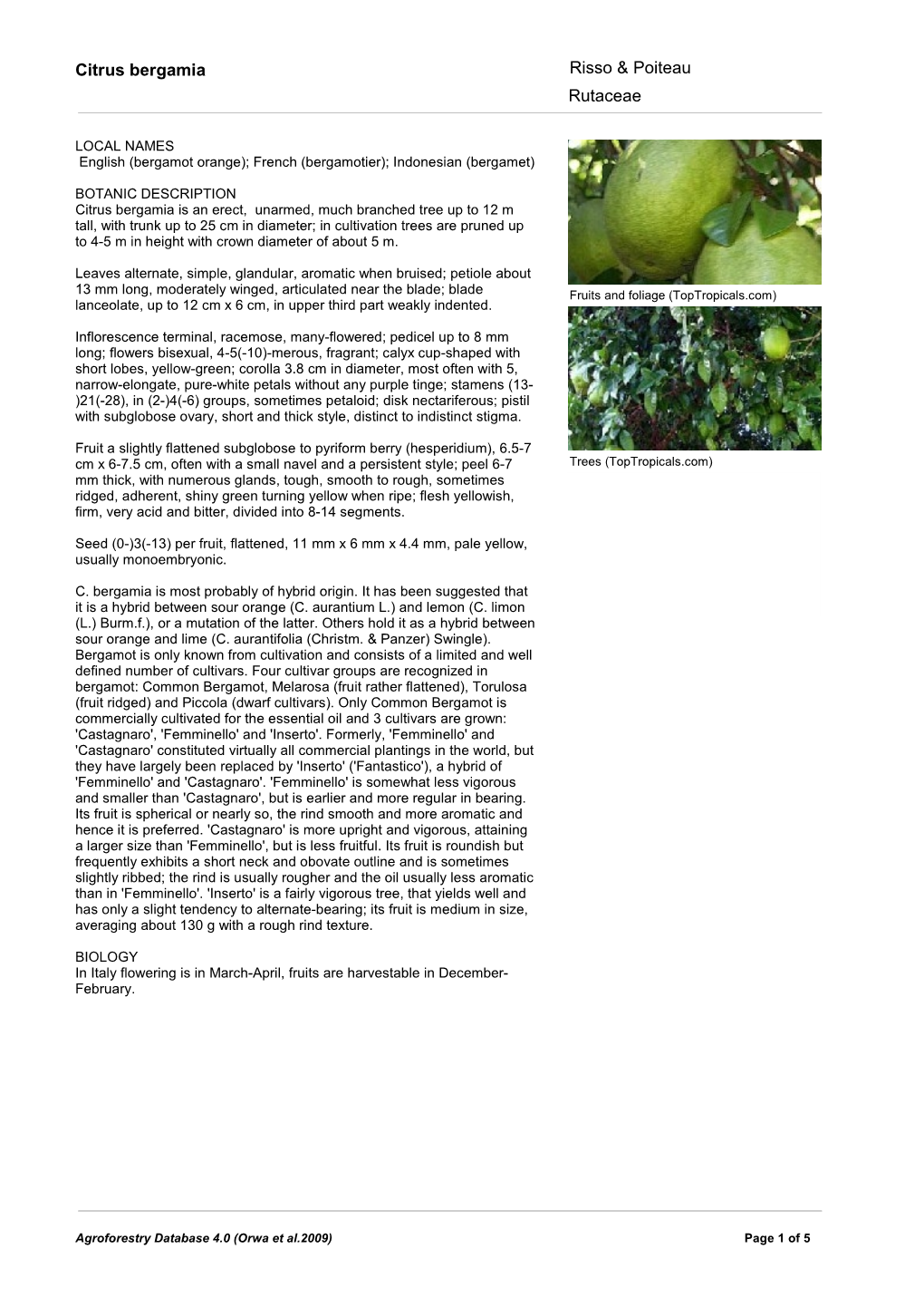 Citrus Bergamia Risso & Poiteau Rutaceae