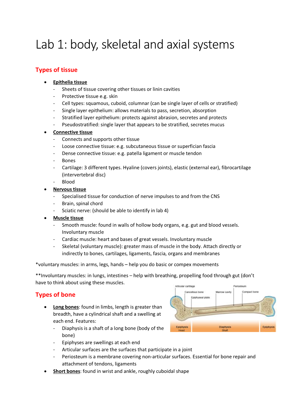 Lab 1: Body, Skeletal and Axial Systems