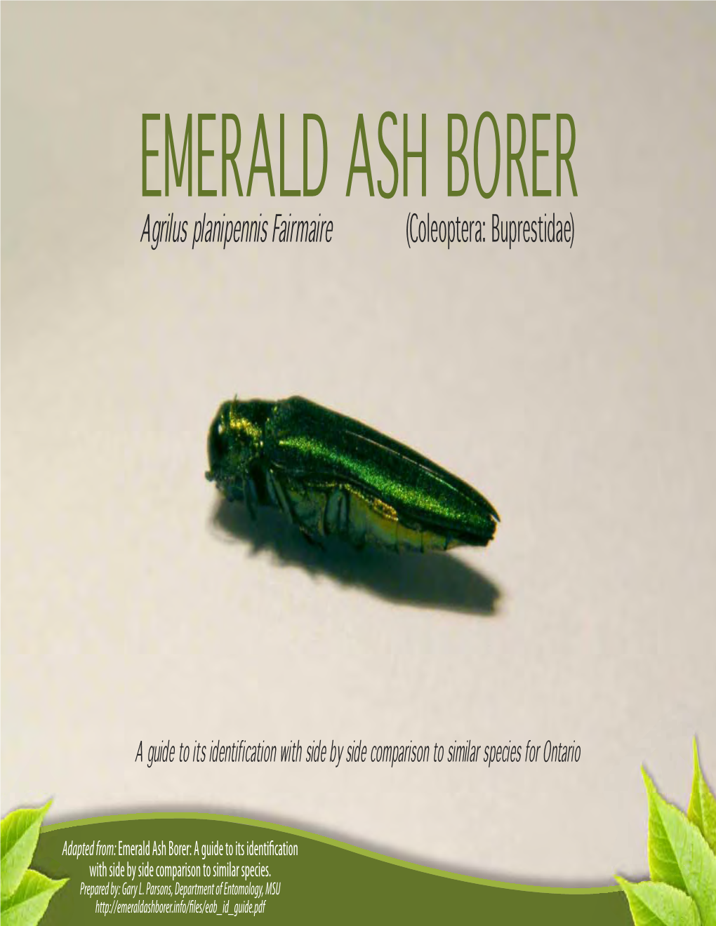 Emerald Ash Borer Buprestidae (PDF)