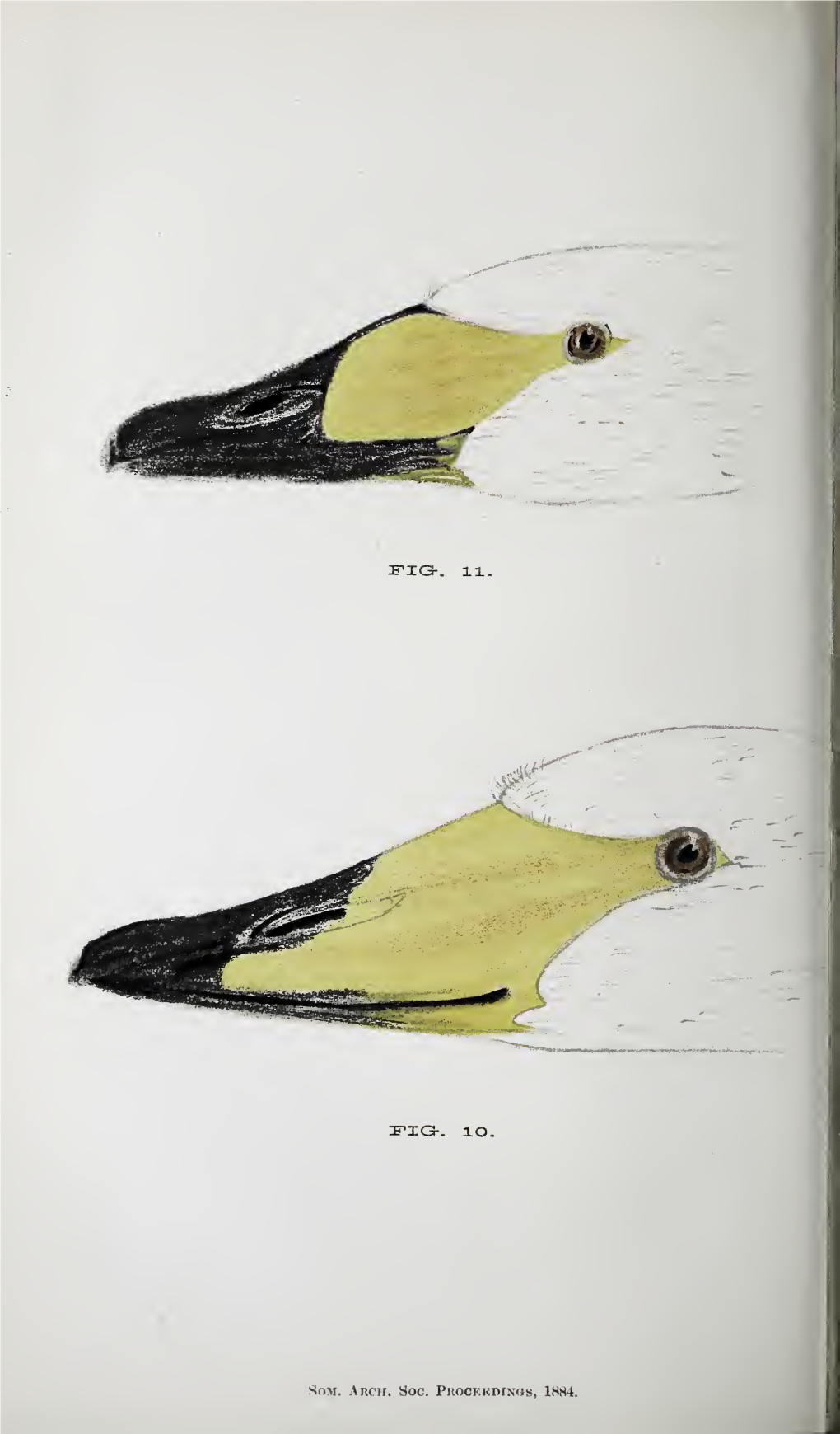 Smith, C, on the Distinctions Between Various Nearly-Allied, Or Similar