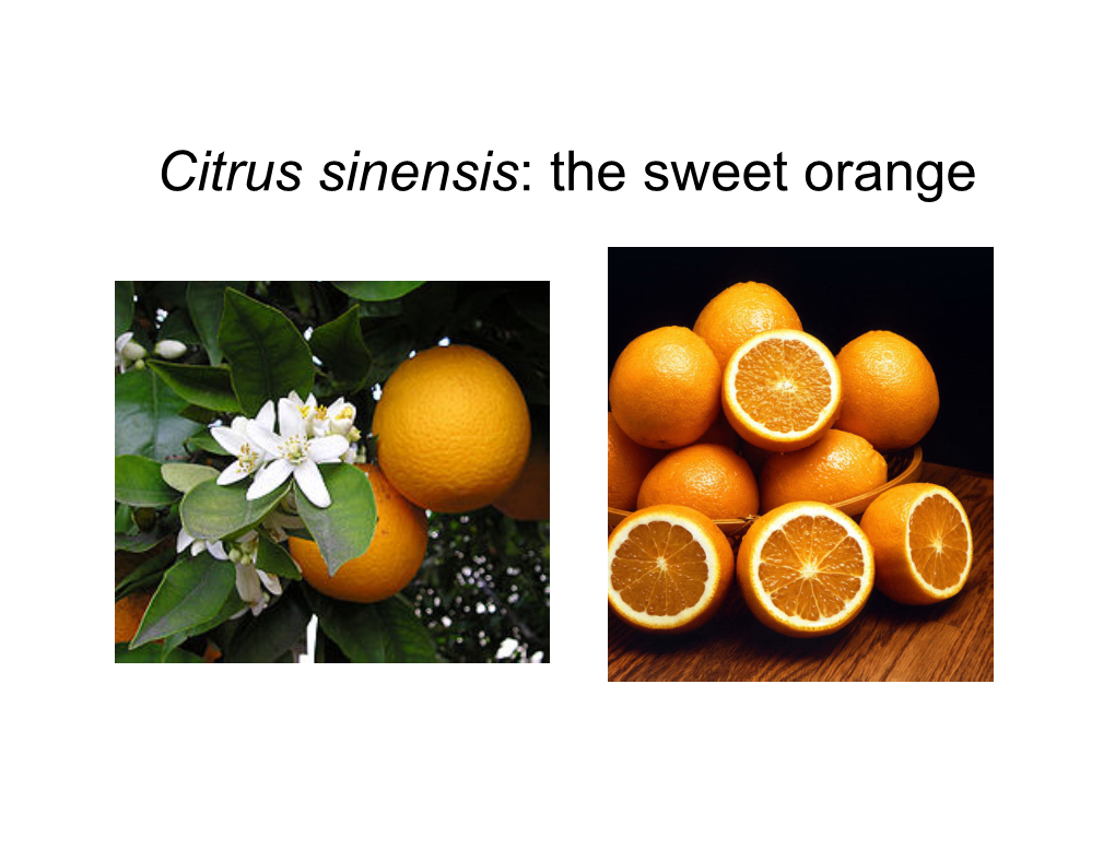 Citrus Sinensis: the Sweet Orange