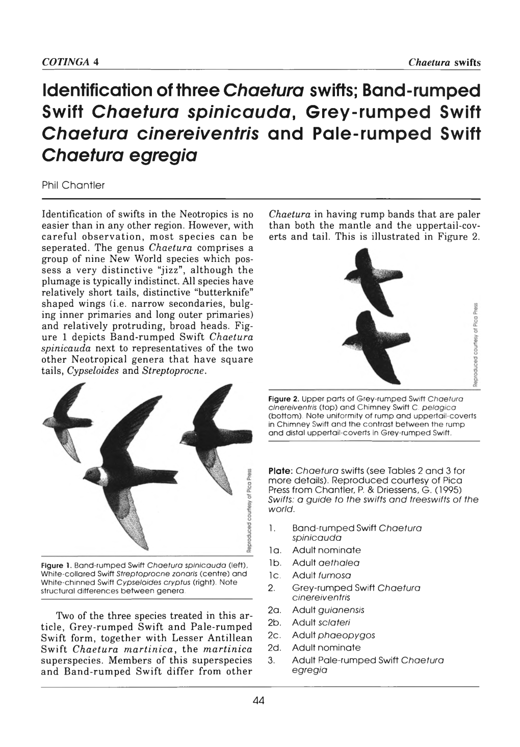 Identification of Three Chaetura Swifts; B And-Rum Ped Swift Chaetura Spinicauda, Grey-Rumped Swift Chaetura Cinereiventris and Pale-Rumped Swift Chaetura Egregia