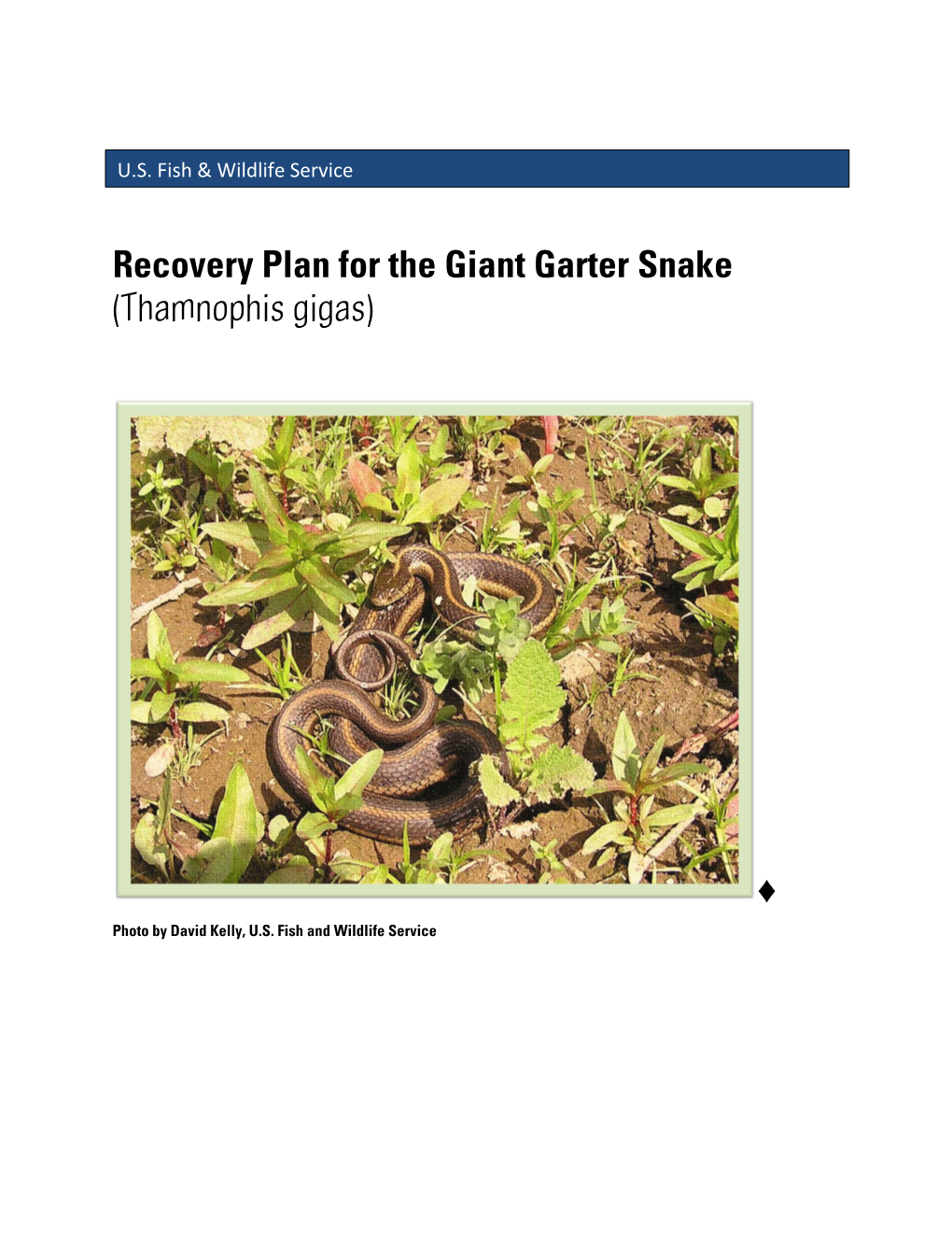 Recovery Plan for the Giant Garter Snake (Thamnophis Gigas)