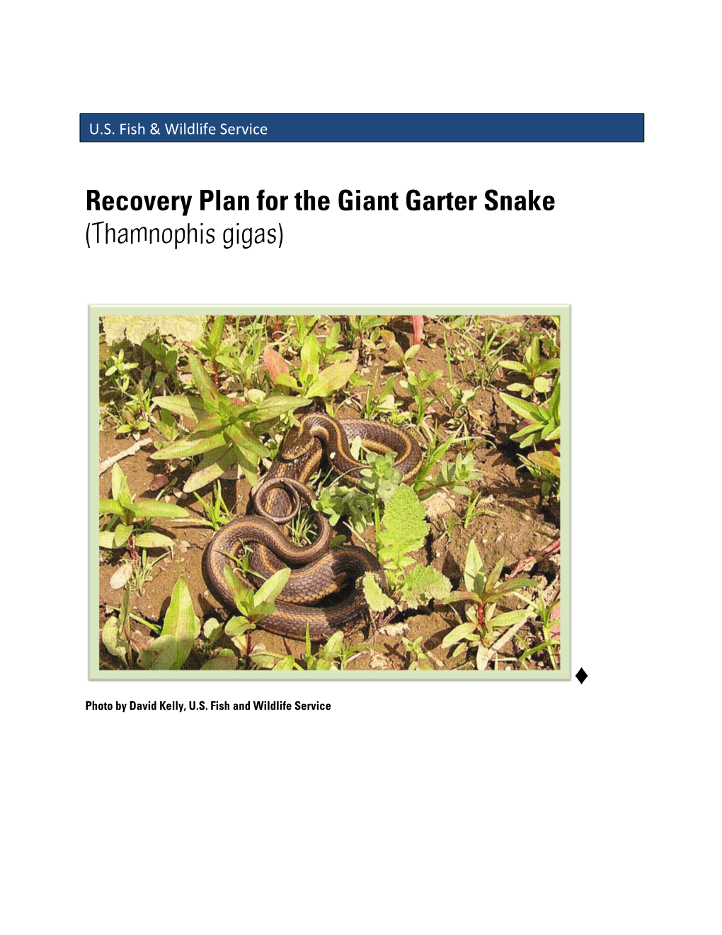 Recovery Plan For The Giant Garter Snake (Thamnophis Gigas) - DocsLib