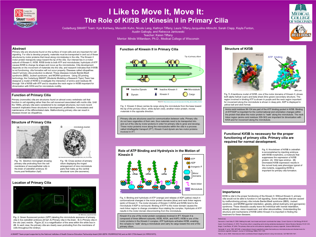 Abstract Importance Structure of Primary Cilia a B Functional Kif3b