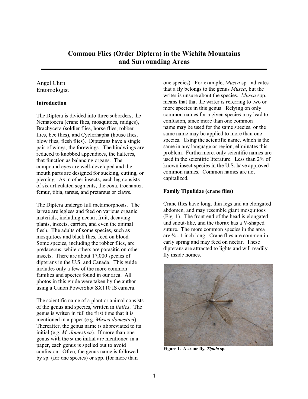 Common Flies (Order Diptera) in the Wichita Mountains and Surrounding Areas