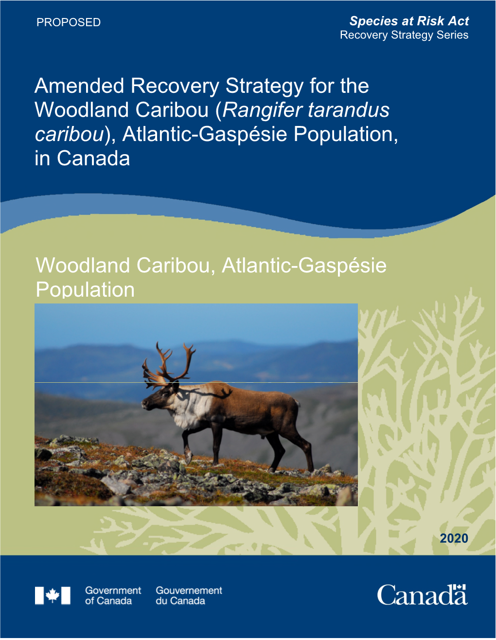 Woodland Caribou (Rangifer Tarandus Caribou), Atlantic-Gaspésie Population, in Canada