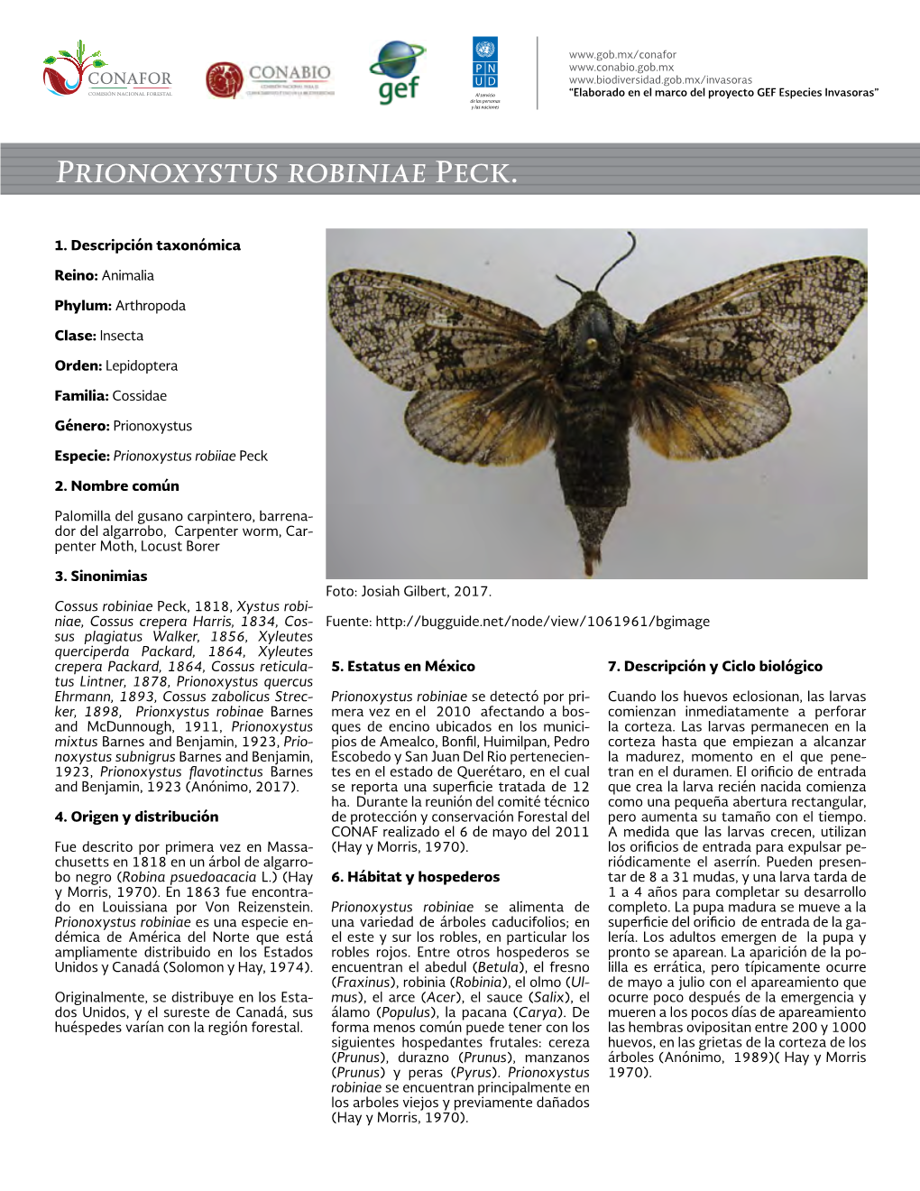 Prionoxystus Robiniae Peck