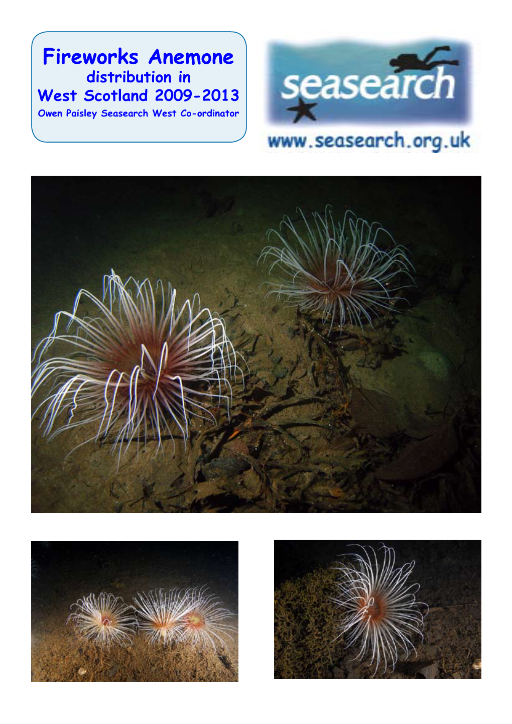 Fireworks Anemones Only a Limited Number of Other Species Were Recorded Along the Transects