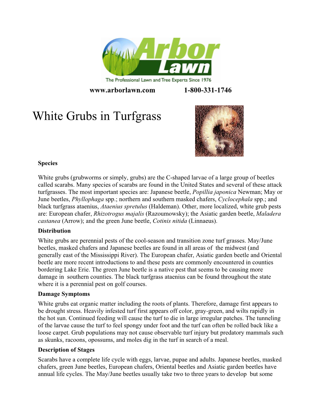White Grubs in Turfgrass