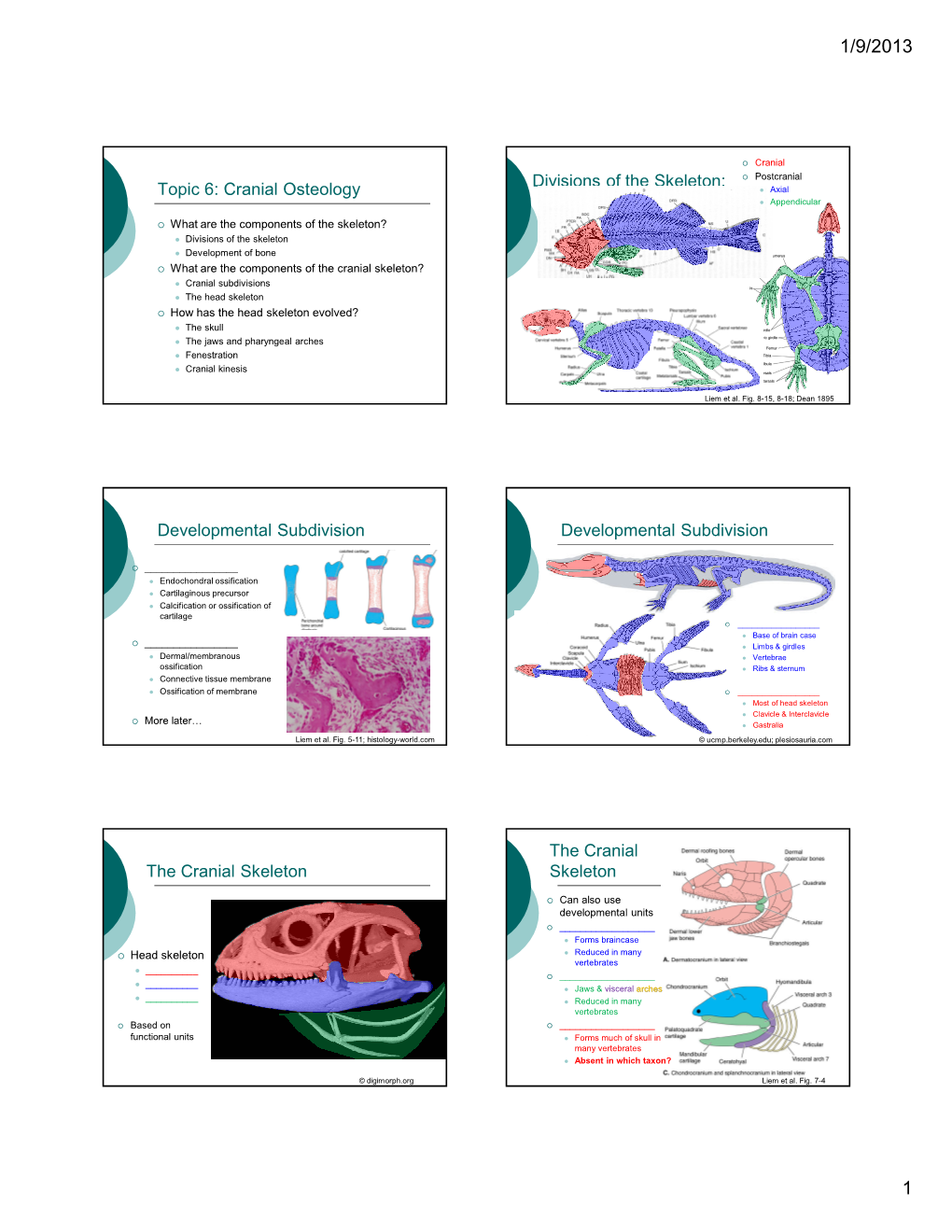 Cranial Osteology Divisions of the Skeleton