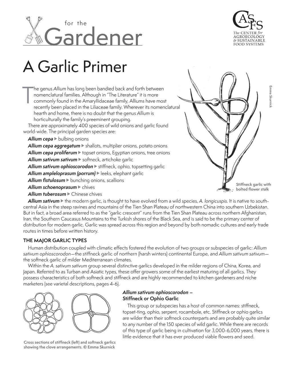 A Garlic Primer Emma Skurnick He Genus Allium Has Long Been Bandied Back and Forth Between Nomenclatural Families