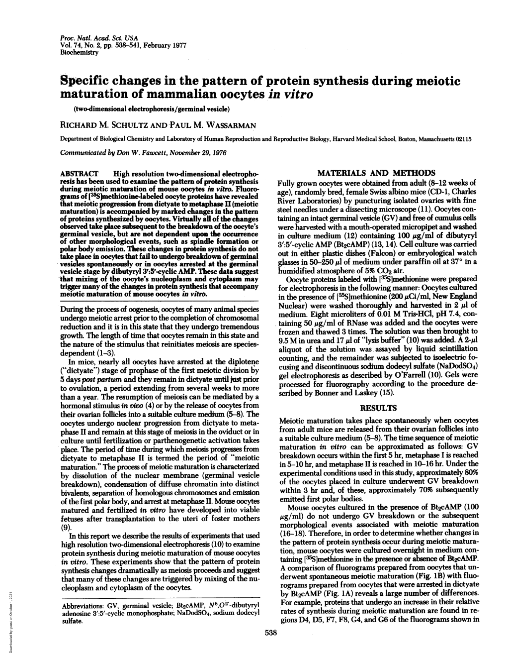 Maturation of Mammalian Oocytes in Vitro (Two-Dimensional Electrophoresis/Germinal Vesicle) RICHARD M