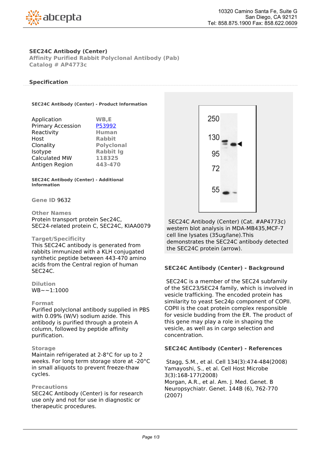 SEC24C Antibody (Center) Affinity Purified Rabbit Polyclonal Antibody (Pab) Catalog # Ap4773c