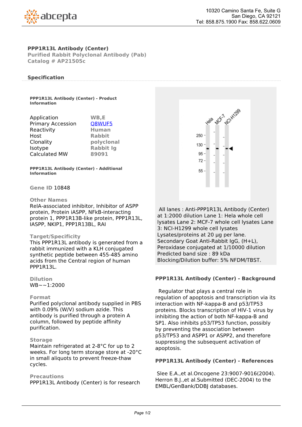 PPP1R13L Antibody (Center) Purified Rabbit Polyclonal Antibody (Pab) Catalog # Ap21505c