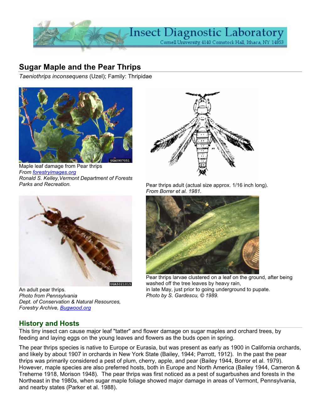 Sugar Maple and the Pear Thrips Taeniothrips Inconsequens (Uzel); Family: Thripidae