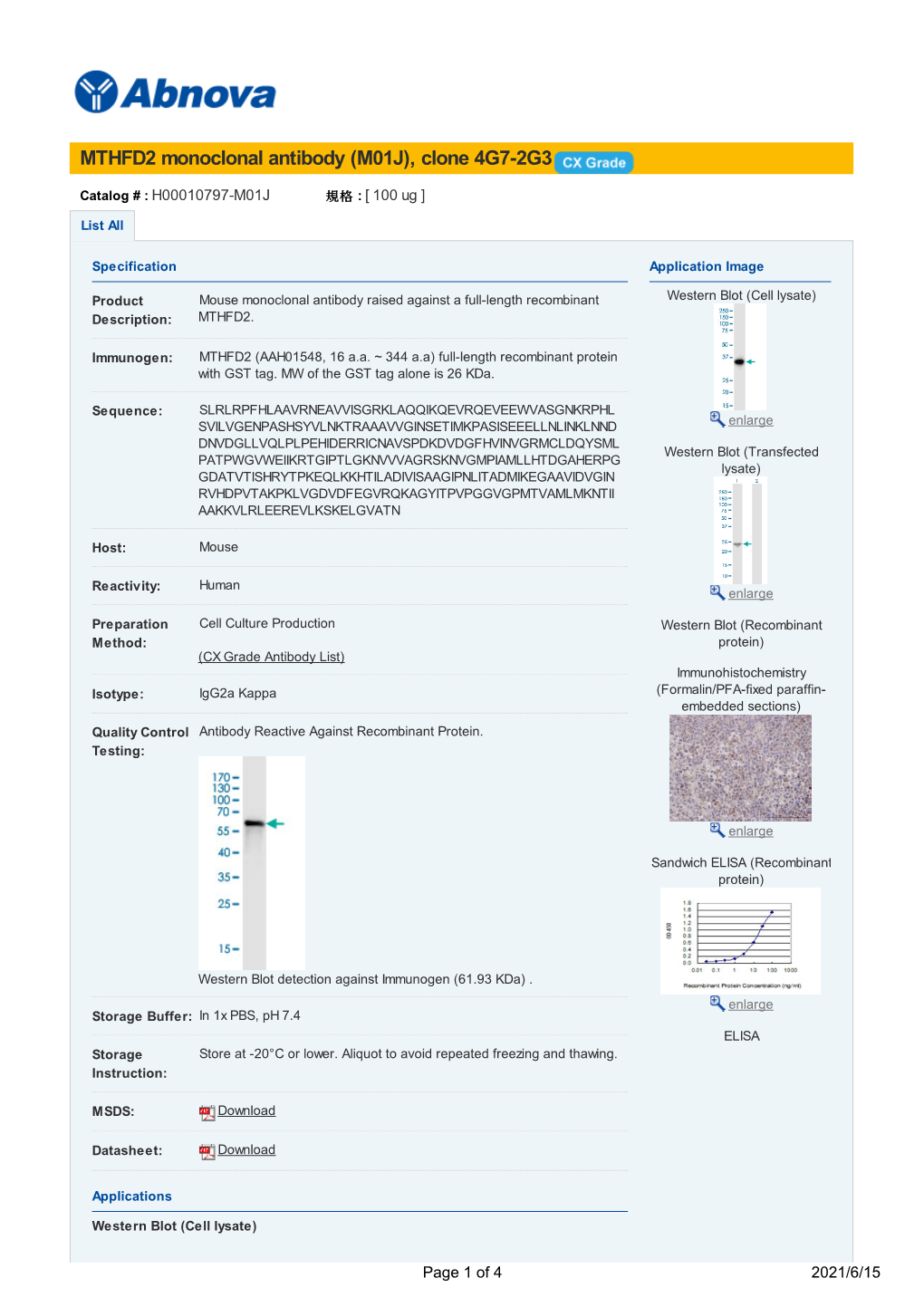 MTHFD2 Monoclonal Antibody (M01J), Clone 4G7-2G3