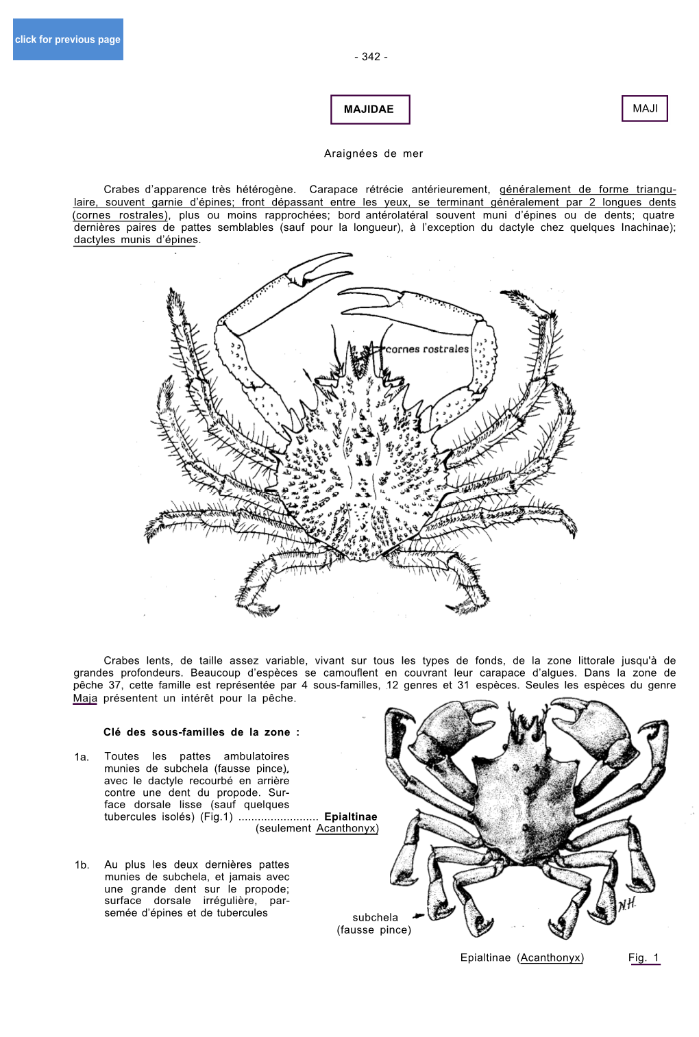 MAJIDAE Llllmaji