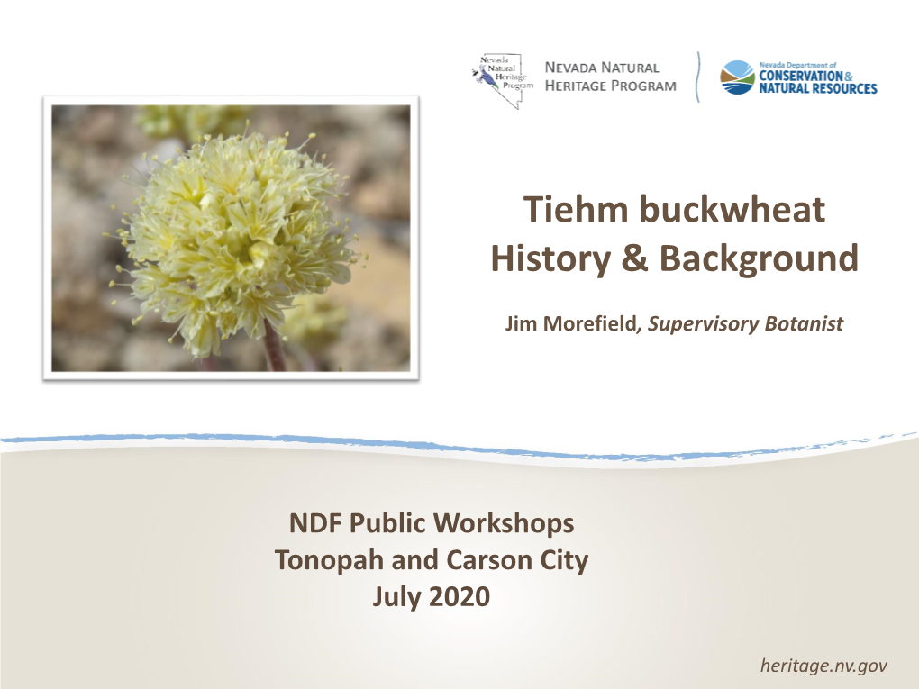 Tiehm Buckwheat History & Background