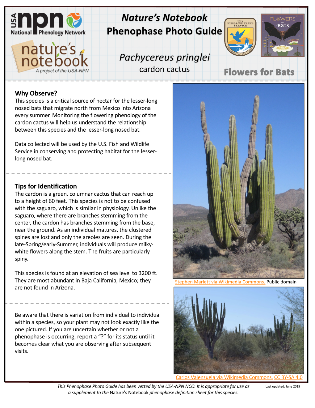 Nature's Notebook Phenophase Photo Guide Pachycereus Pringlei