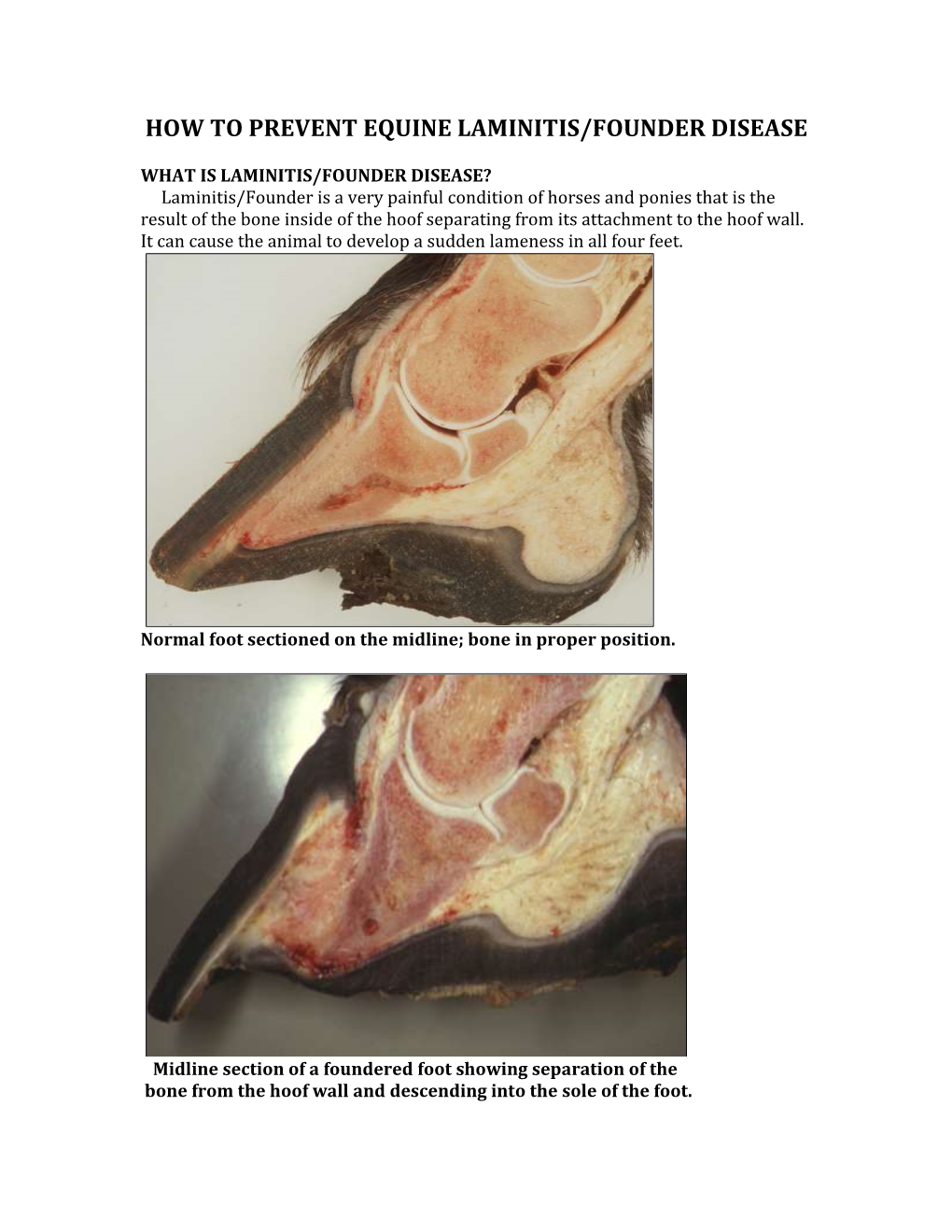 How to Prevent Equine Laminitis/Founder Disease