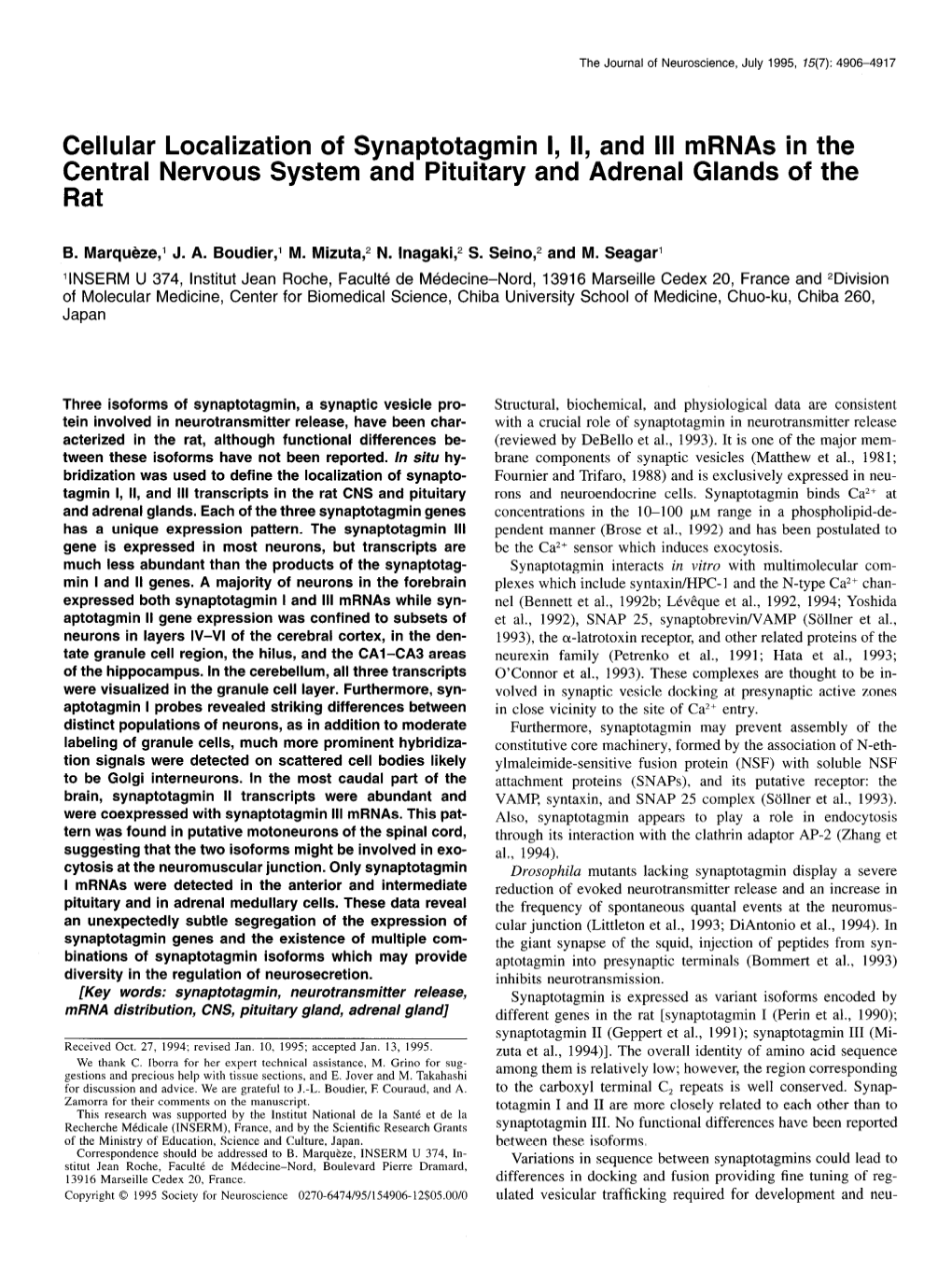 Cellular Localization of Synaptotagmin I, II, and Ill Mrnas in the Central Nervous System and Pituitary and Adrenal Glands of the Rat