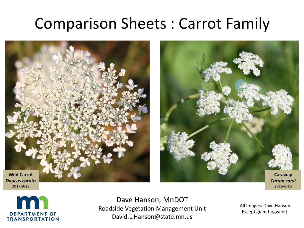 Comparison Sheets : Carrot Family