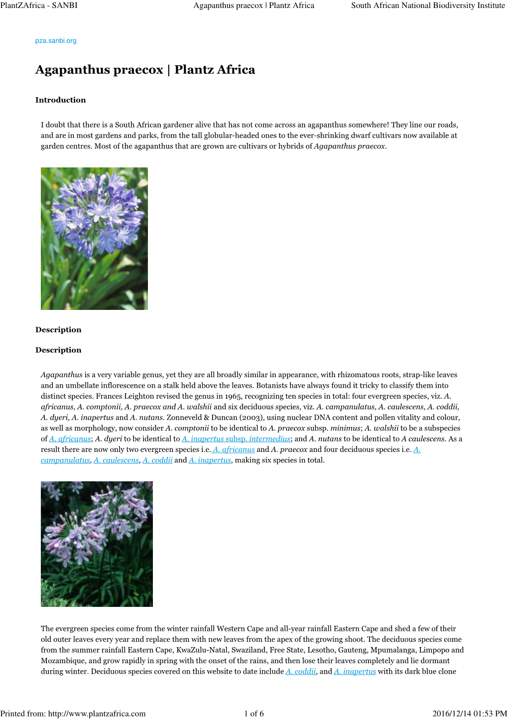 Agapanthus Praecox | Plantz Africa South African National Biodiversity Institute