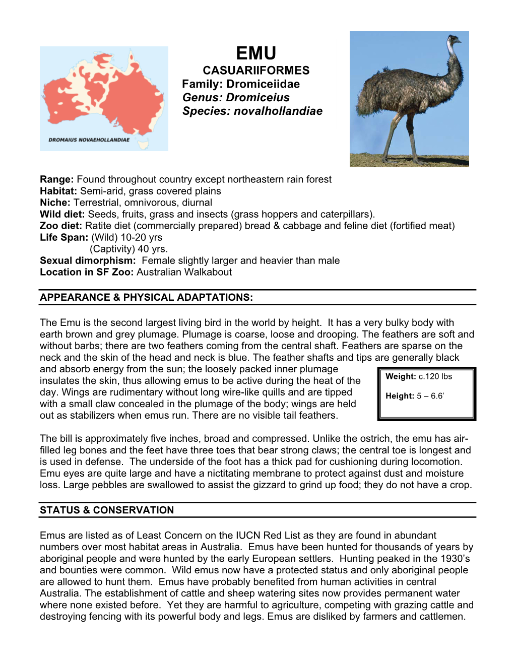 CASUARIIFORMES Family: Dromiceiidae Genus: Dromiceius Species: Novalhollandiae