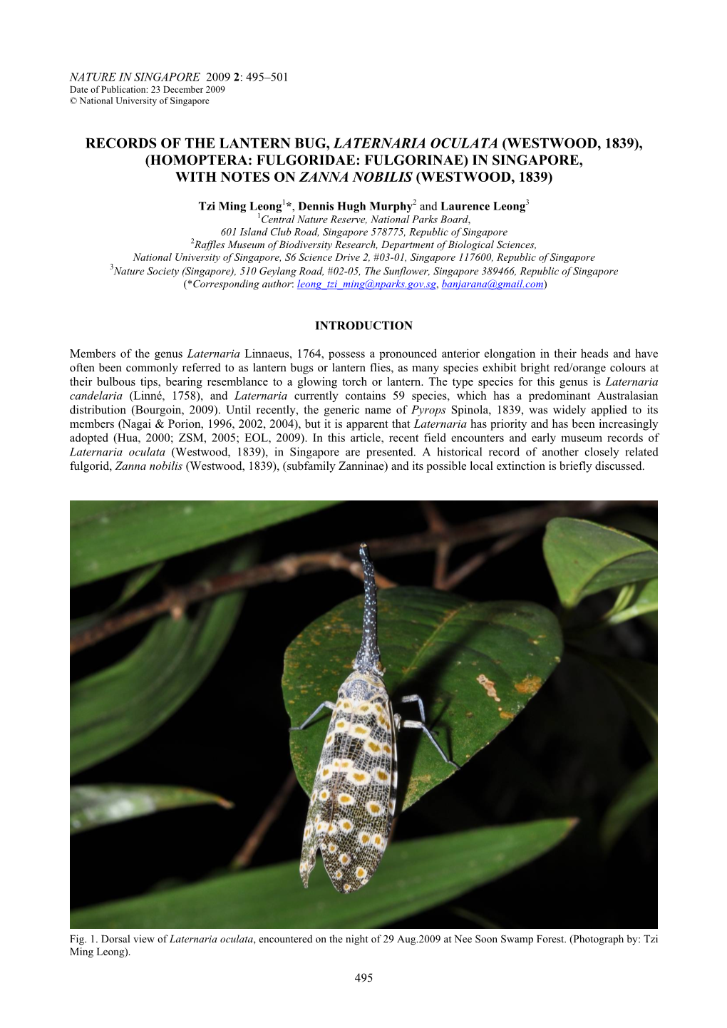Records of the Lantern Bug, Laternaria Oculata (Westwood, 1839), (Homoptera: Fulgoridae: Fulgorinae) in Singapore, with Notes on Zanna Nobilis (Westwood, 1839)