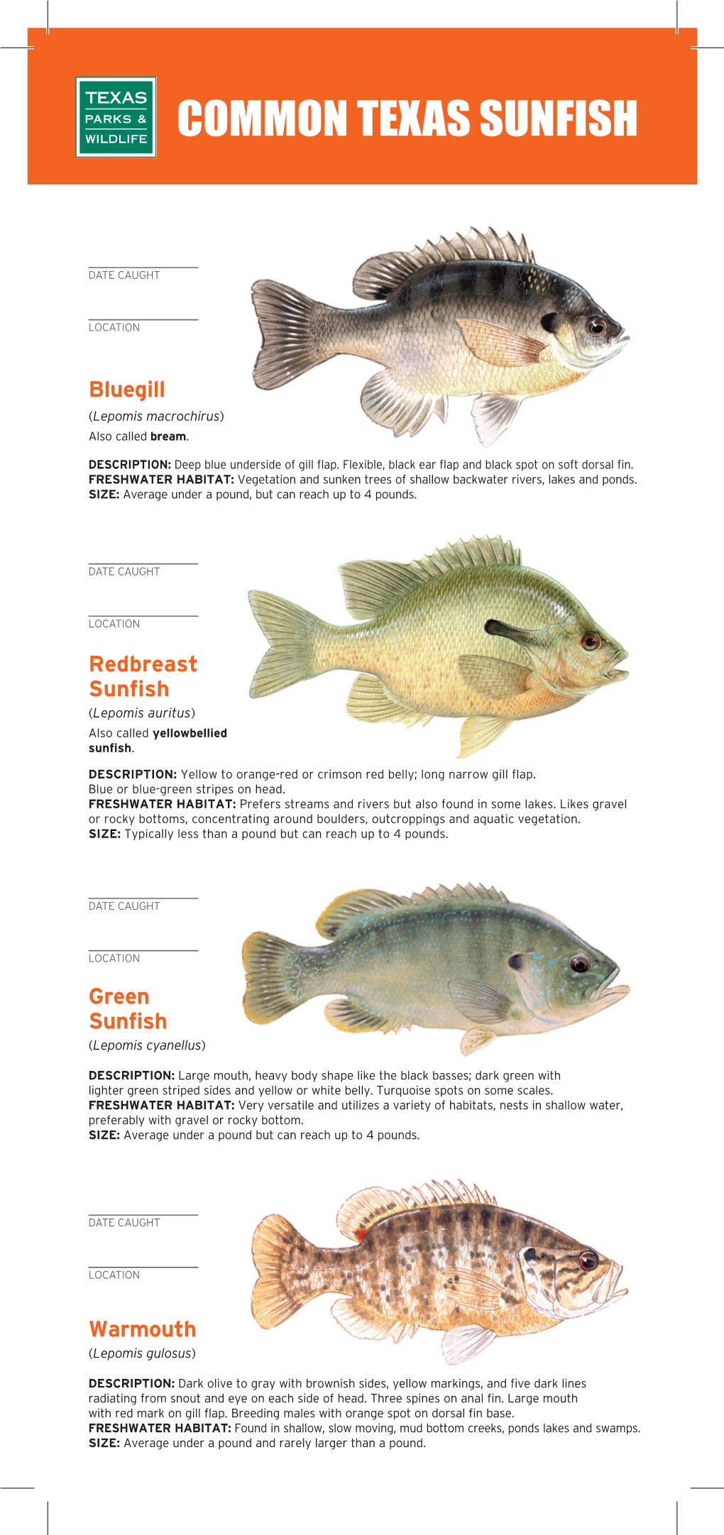 Common Texas Sunfish Card