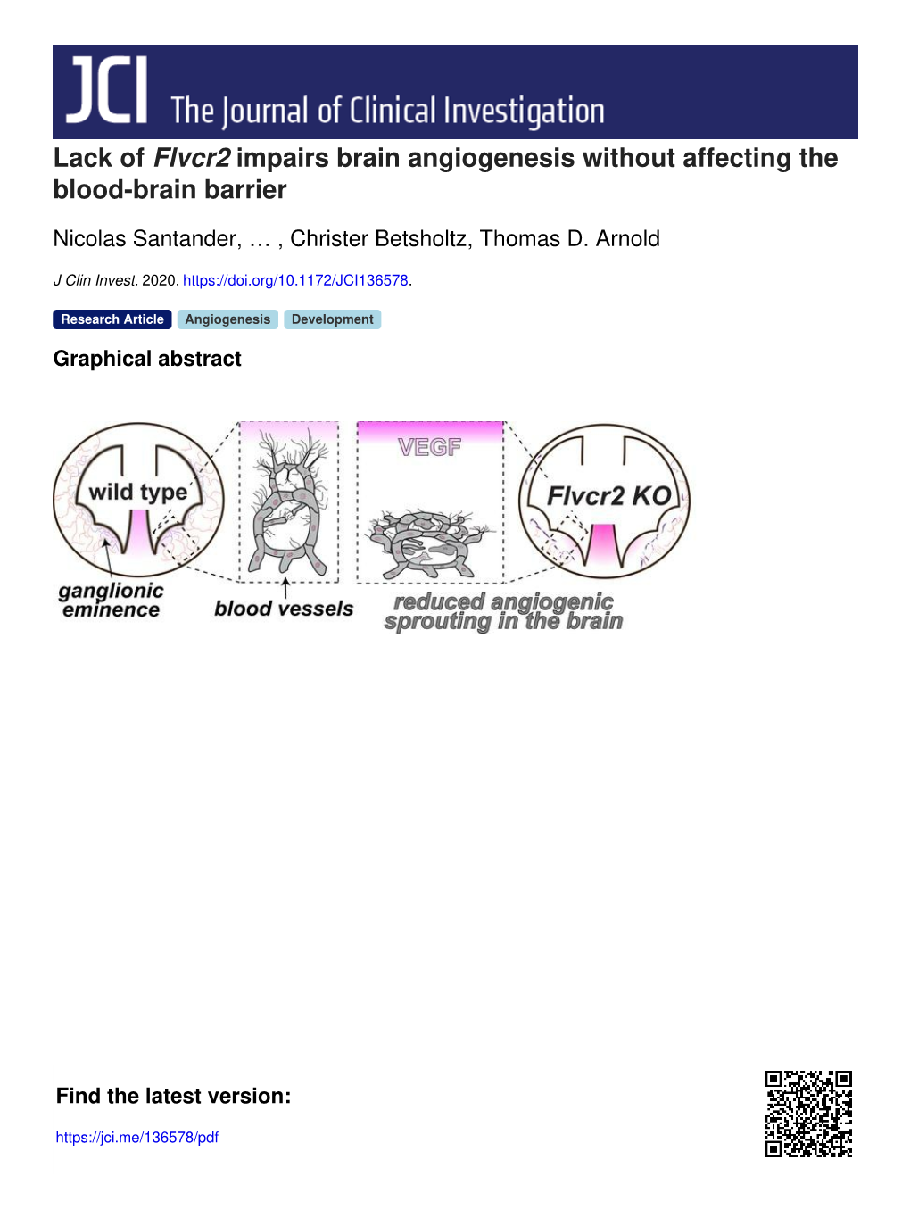 Lack of Flvcr2 Impairs Brain Angiogenesis Without Affecting the Blood-Brain Barrier