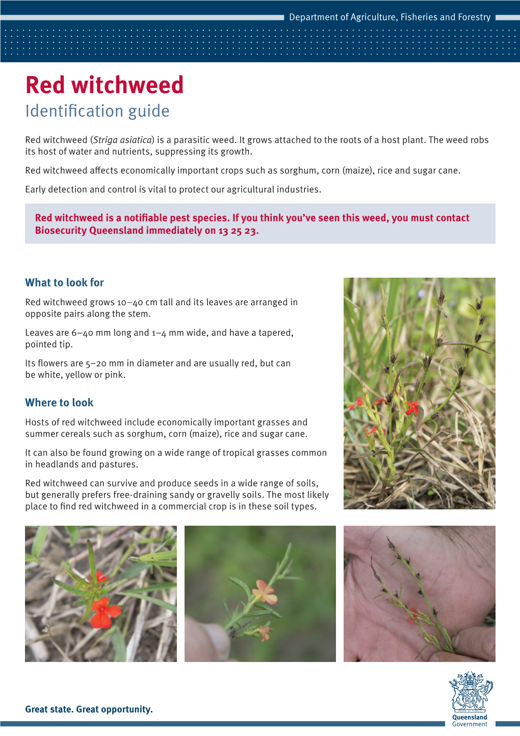 Red Witchweed Identification Guide