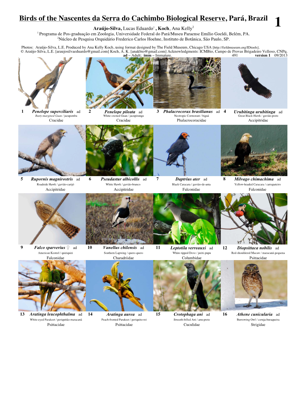 Birds of the Nascentes Da Serra Do Cachimbo Biological Reserve, Pará, Brazil