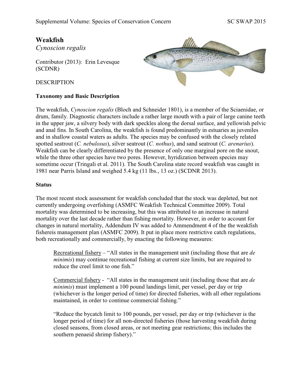 Weakfish Cynoscion Regalis