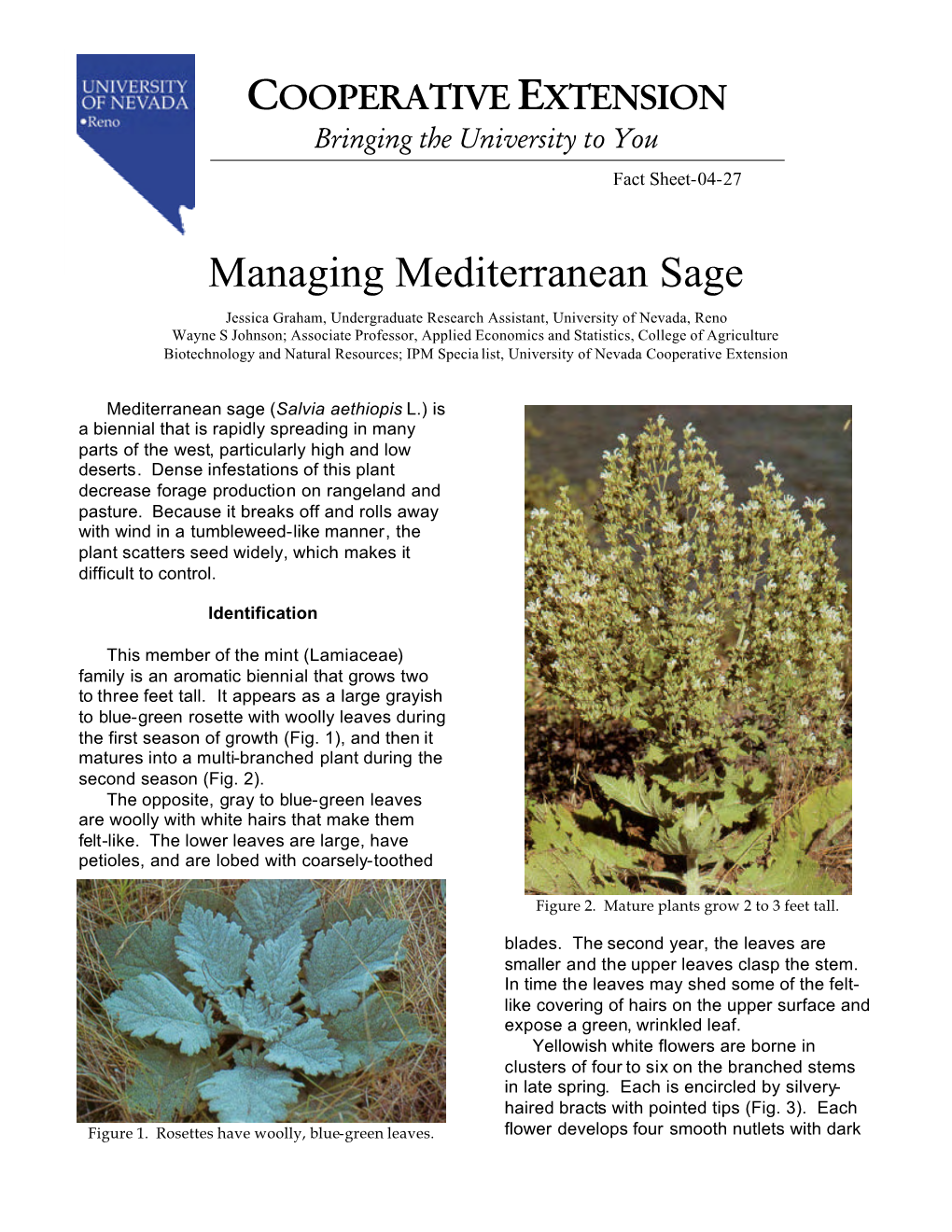 Managing Mediterranean Sage