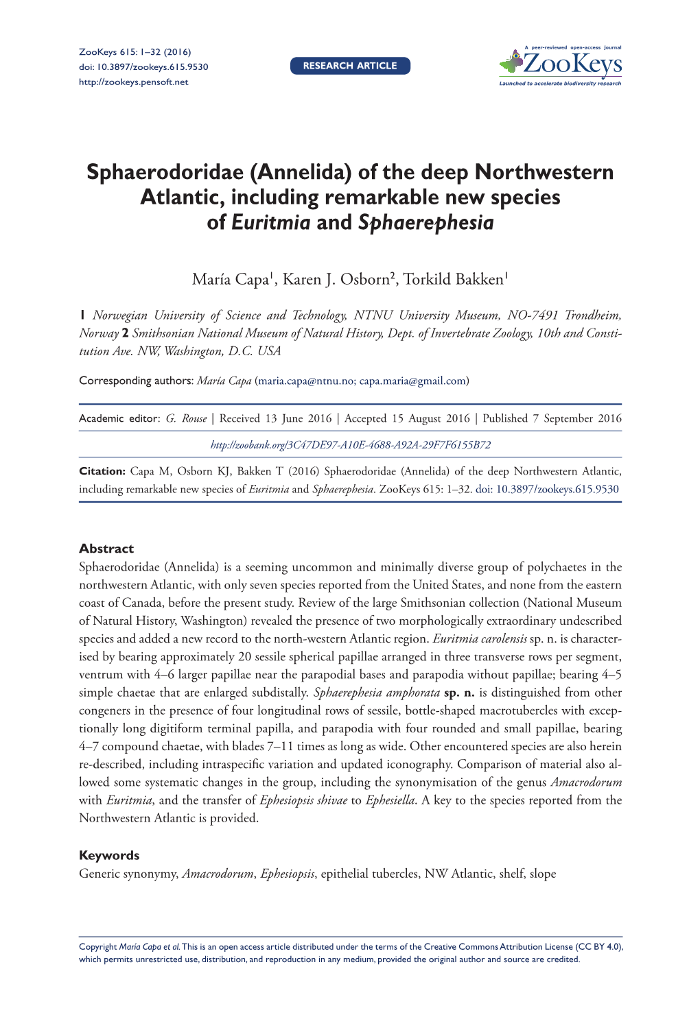 ﻿Sphaerodoridae (Annelida) of the Deep Northwestern Atlantic