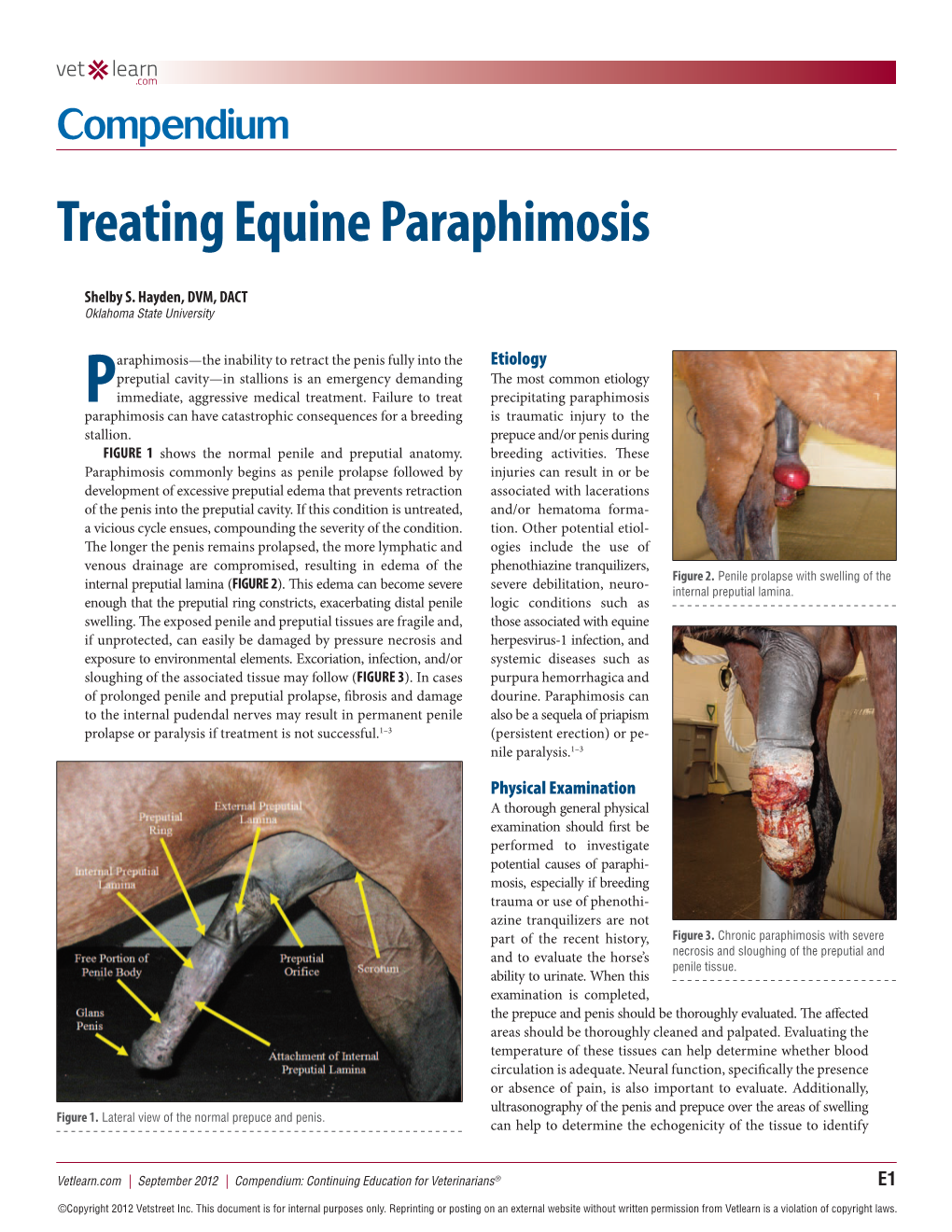 Treating Equine Paraphimosis