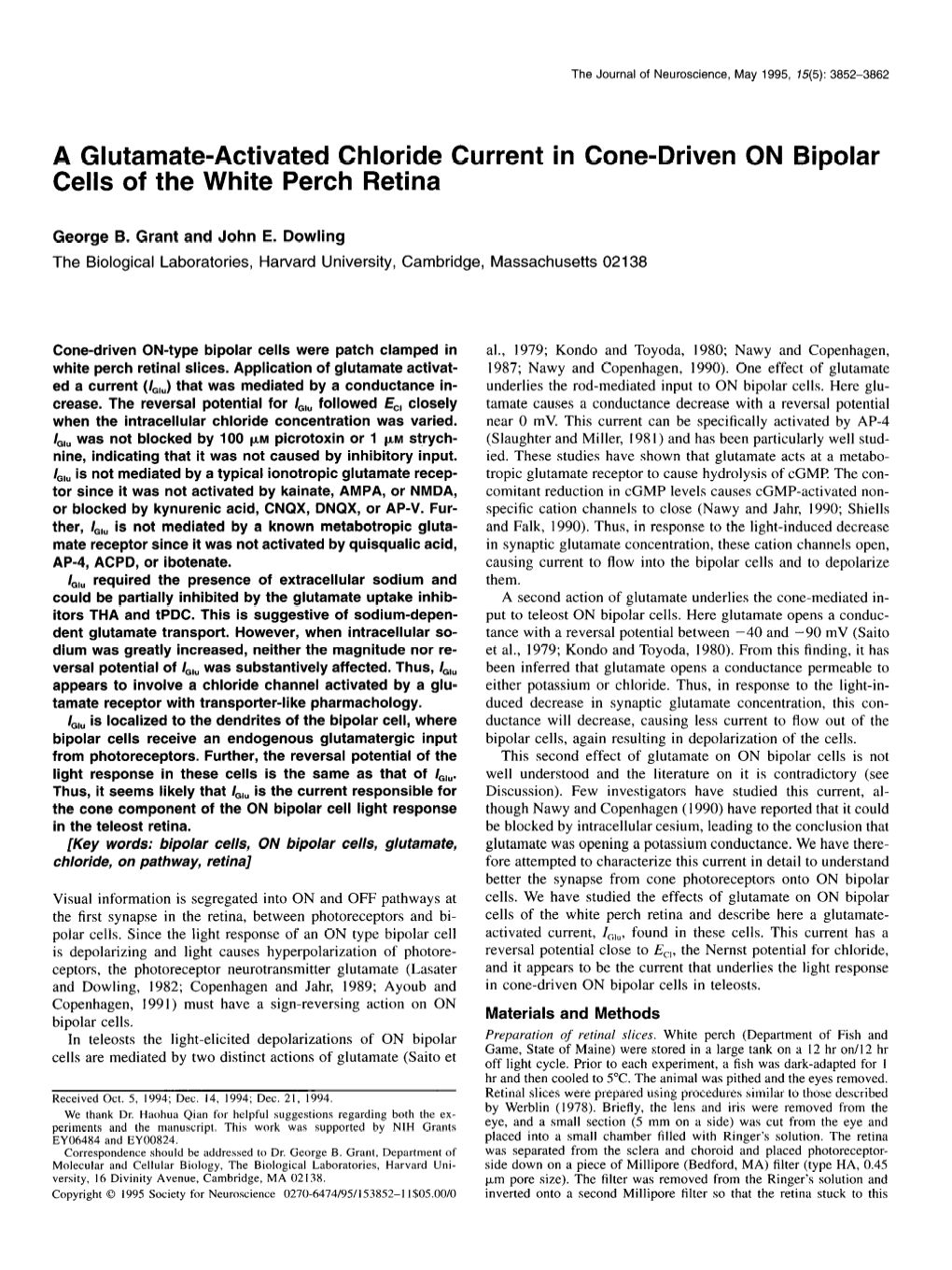 A Glutamate-Activated Chloride Current in Cone-Driven on Bipolar Cells of the White Perch Retina