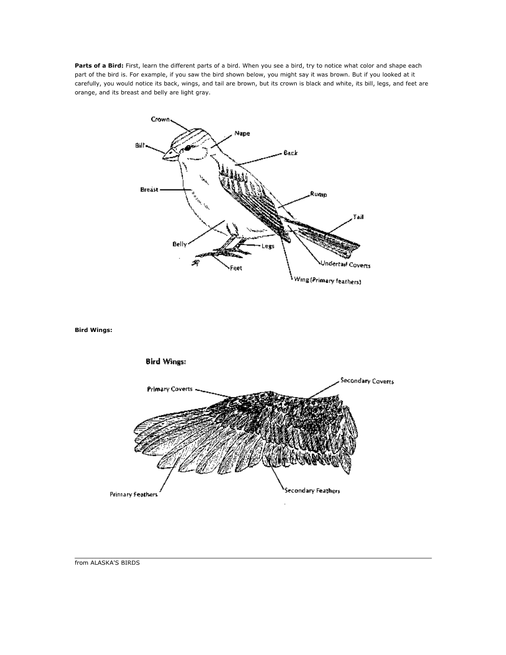 Parts of a Bird: First, Learn the Different Parts of a Bird