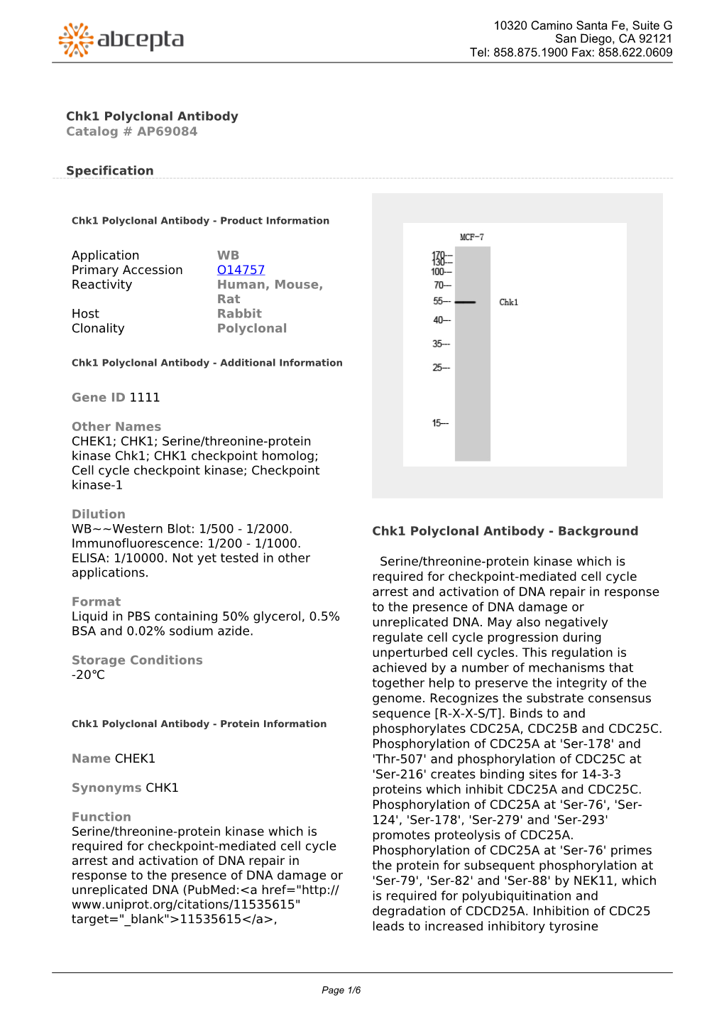 Chk1 Polyclonal Antibody Catalog # AP69084