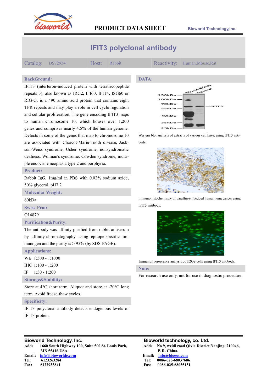 IFIT3 Polyclonal Antibody