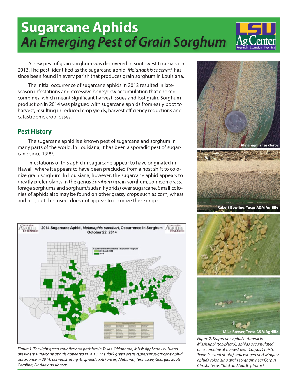 Sugarcane Aphids an Emerging Pest of Grain Sorghum