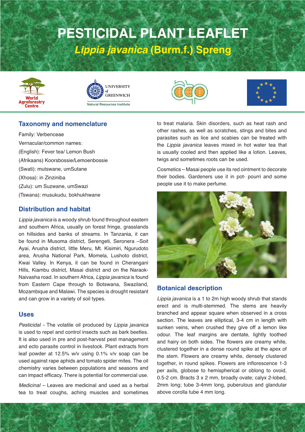PESTICIDAL PLANT LEAFLET Lippia Javanica (Burm.F.) Spreng
