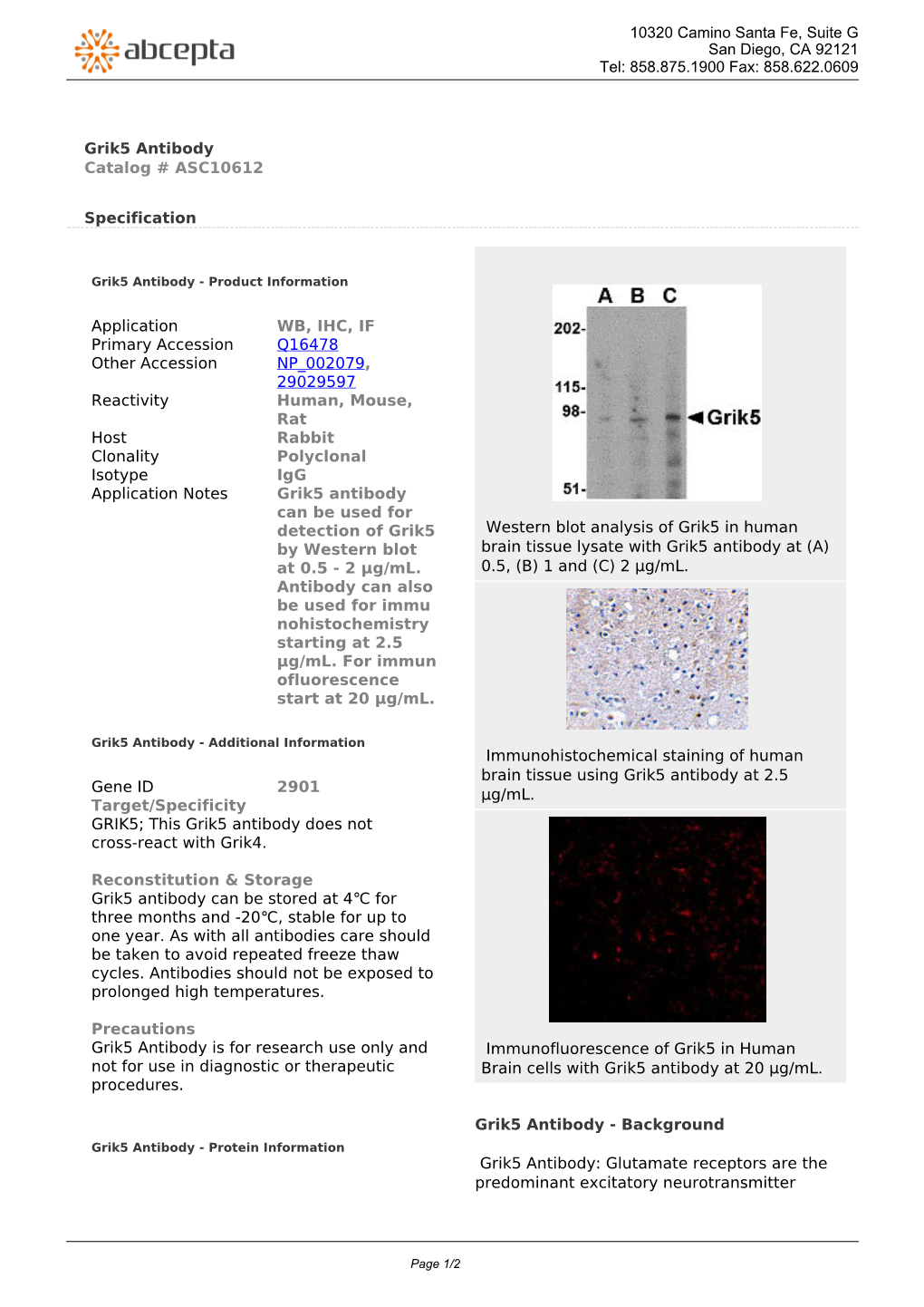 Grik5 Antibody Catalog # ASC10612