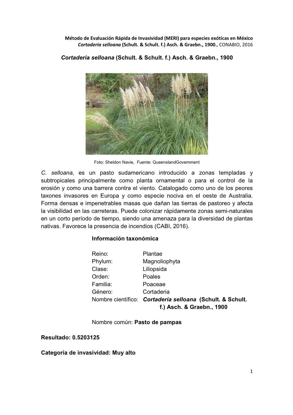 Cortaderia Selloana (Schult