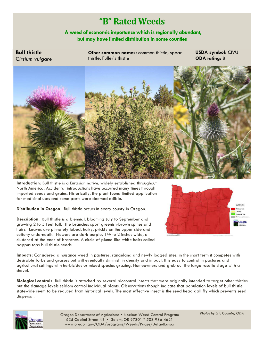 Bull Thistle Cirsium Vulgare