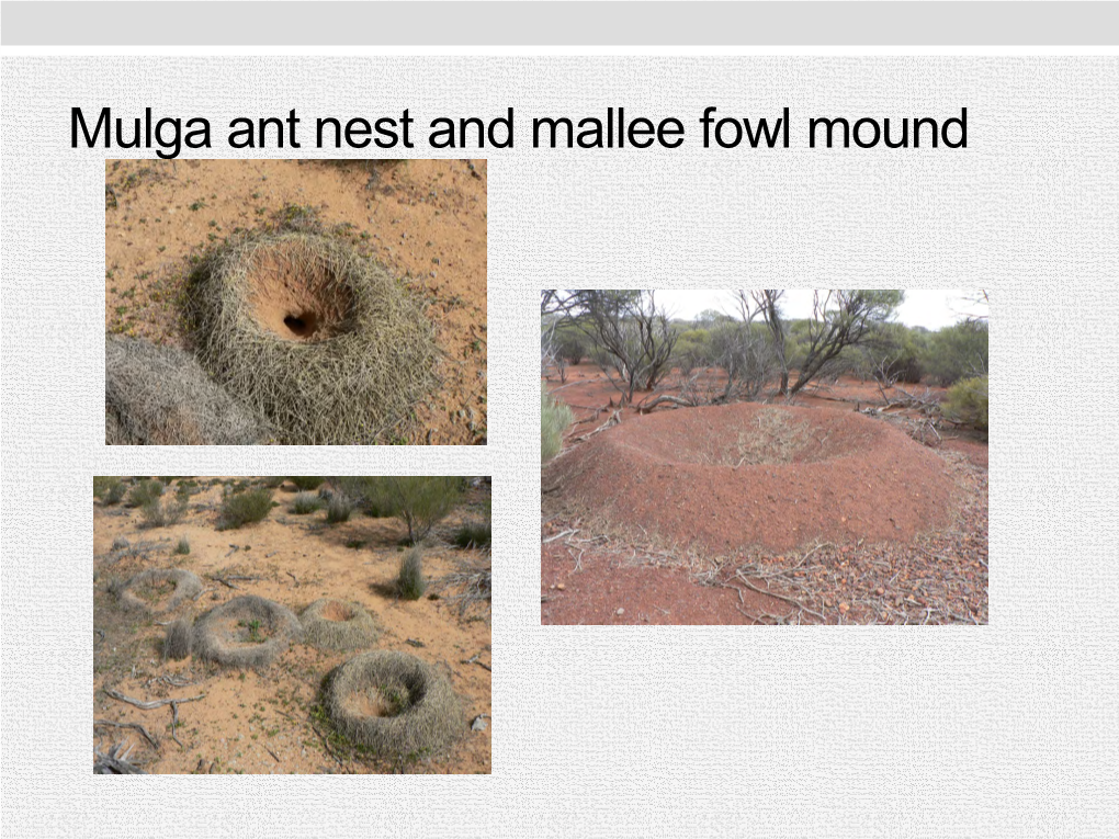 The Unique Vegetation Complexes on Rocky Hills in the Wheatbelt